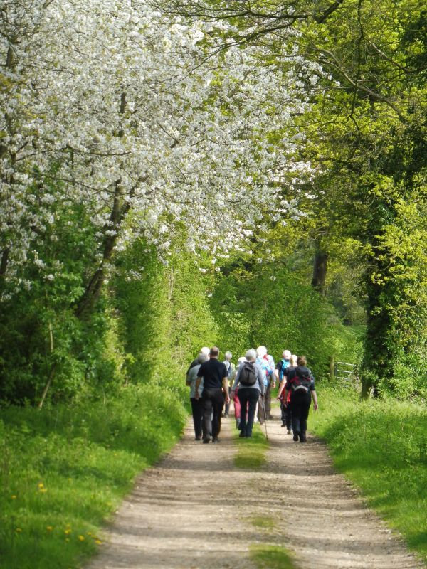 A group of walkers walk away from the camera through a spring woodland